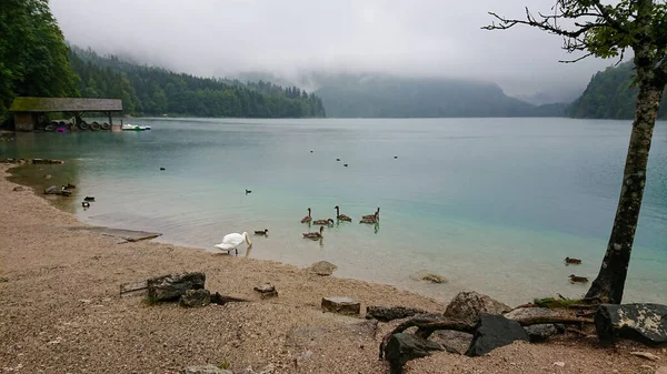 A father swan leads his young swan chicks to a mountain lake to swim in the turquoise water