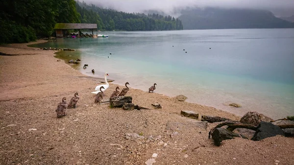 Father Swan Leads His Young Swan Chicks Mountain Lake Swim — Stock Photo, Image