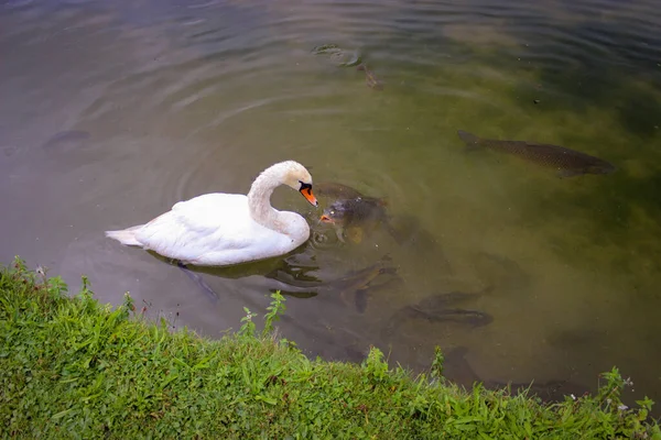 Cisne Branco Flutua Água Lagoa Silhuetas Peixes Grandes Carpa Espelho — Fotografia de Stock