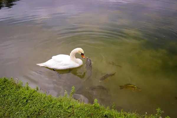 Cisne Blanco Flota Agua Del Estanque Siluetas Peces Grandes Carpa —  Fotos de Stock