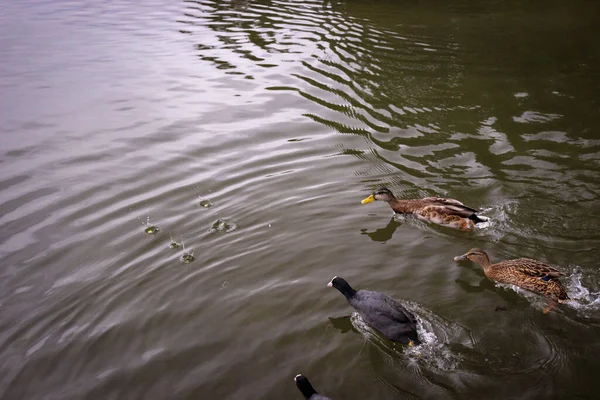 Vários Patos Galos Selvagens Nadam Rapidamente Através Água Lagoa Para — Fotografia de Stock