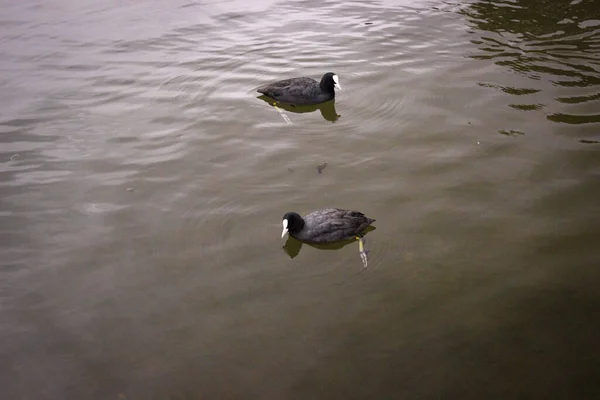 Δύο Fulica Επίσης Γνωστή Coot Επιπλέουν Στα Σκοτεινά Νερά Της — Φωτογραφία Αρχείου