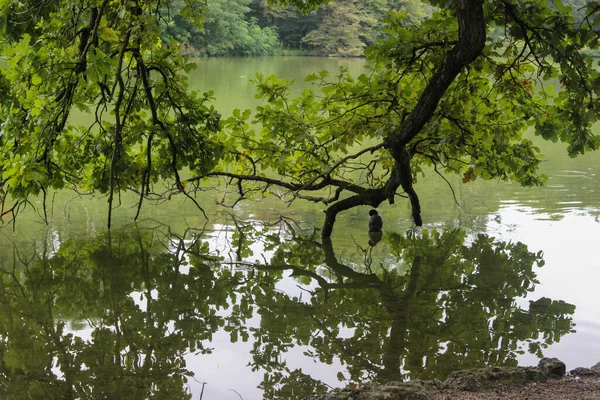 都市公園の木々の壮大な景色は水に枝を下ります — ストック写真