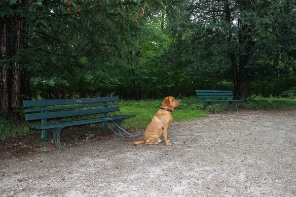 Perro Solitario Sienta Atado Banco Parque Espera Los Propietarios —  Fotos de Stock