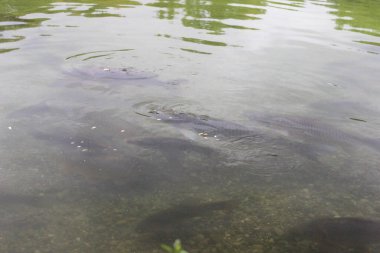 Suyun şeffaf yüzeyinde, suyun altında yüzen birkaç büyük ayna sazan balığının siluetleri görülebilir..