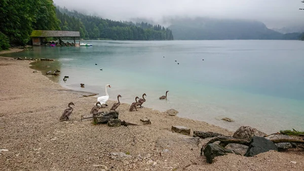 Father Swan Leads His Young Swan Chicks Mountain Lake Swim — Stock Photo, Image