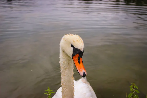 Cisne Branco Flutua Água Lagoa Olha Para Câmara Silhuetas Peixes — Fotografia de Stock