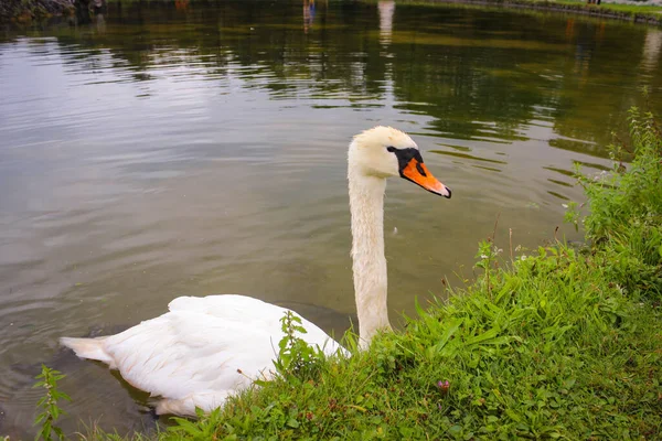 Ein Weißer Schwan Schwimmt Auf Dem Wasser Des Teiches Und — Stockfoto