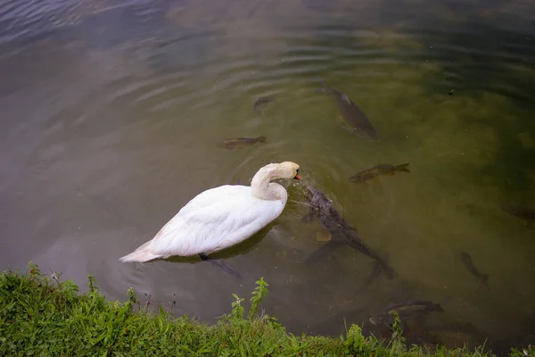 Cisne Branco Flutua Água Lagoa Silhuetas Peixes Grandes Carpa Espelho — Fotografia de Stock