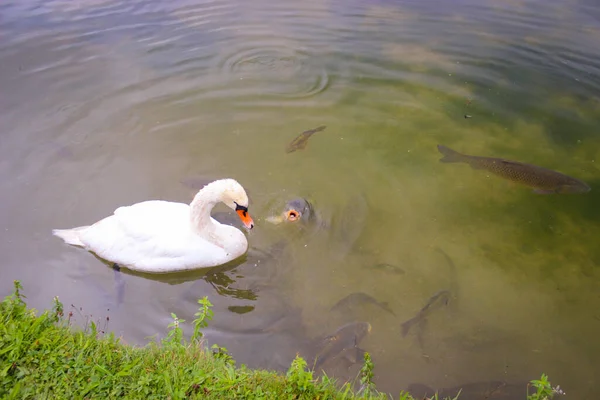 池の水の上に白い白鳥が一羽浮かんでいる 水面には大きな鯉のシルエットが見える — ストック写真