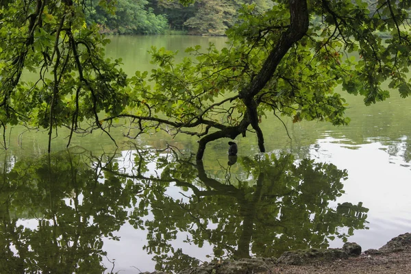 都市公園の木々の壮大な景色は水に枝を下ります — ストック写真