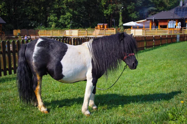One Black White Pony Grazes Meadow Houses — Stock Photo, Image