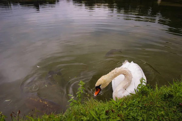 Cisne Branco Flutua Água Lagoa Olha Para Câmara Silhuetas Peixes — Fotografia de Stock