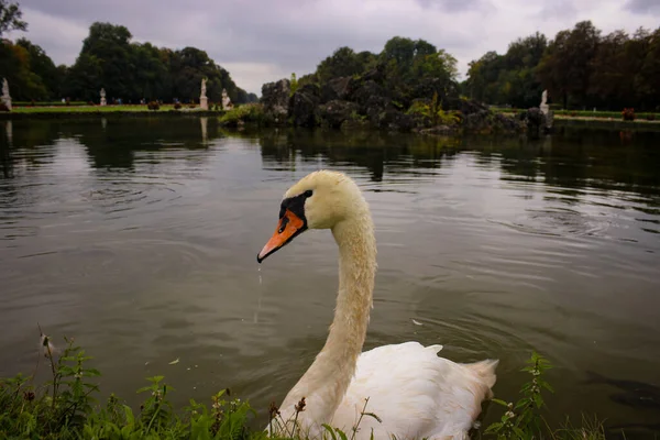 Ein Weißer Schwan Schwimmt Auf Dem Wasser Des Teiches Und — Stockfoto