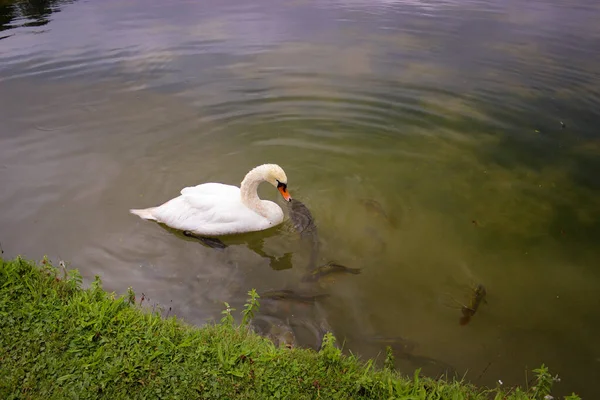 池の水の上に白い白鳥が一羽浮かんでいる 水面には大きな鯉のシルエットが見える — ストック写真