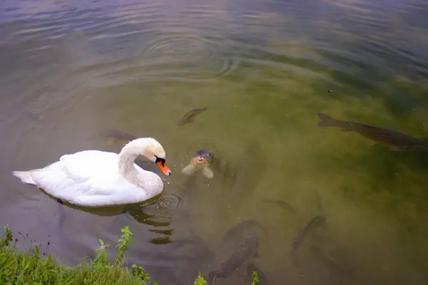 Cisne Branco Flutua Água Lagoa Silhuetas Peixes Grandes Carpa Espelho — Fotografia de Stock