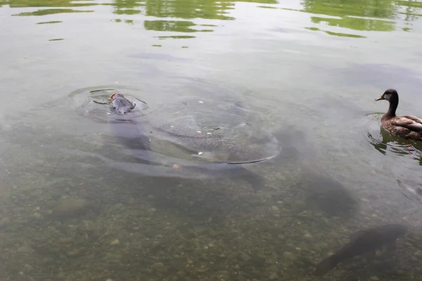 표면을 아래떠 마리의 커다란 잉어의 실루엣을 수있다 — 스톡 사진