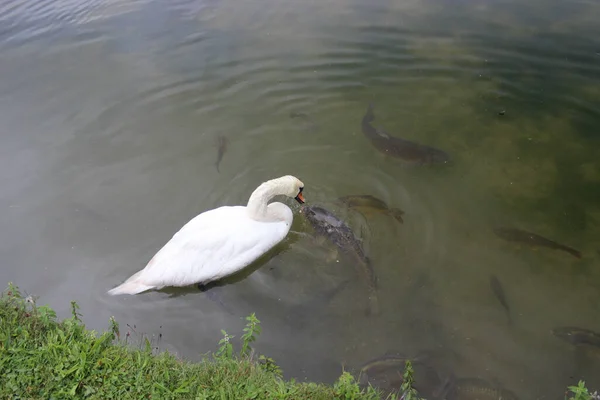 Cisne Blanco Flota Agua Del Estanque Siluetas Peces Grandes Carpa —  Fotos de Stock