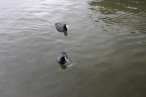 Dvě Fulica Také Vědět Coot Plují Temných Vodách Rybníka — Stock fotografie