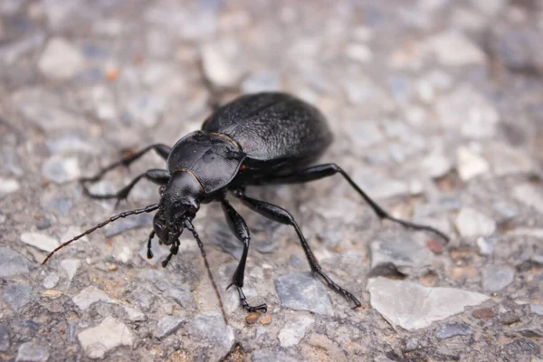 The longhorn black beetle (Cerambycidae; also known as long-horned or longicorns) crawls along the road. Close-up photo