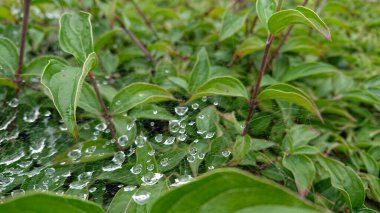 Yağmurdan sonra çalıların yaprakları ve dalları üzerinde, örümcek ağı seçici bir odak noktasında su damlaları halinde..