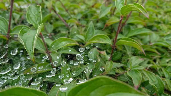 Pada Daun Dan Cabang Cabang Semak Setelah Hujan Jaring Laba — Stok Foto