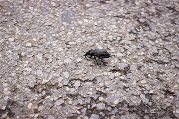 The longhorn black beetle (Cerambycidae; also known as long-horned or longicorns) crawls along the road. Close-up photo