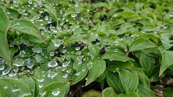 Pada Daun Dan Cabang Cabang Semak Setelah Hujan Jaring Laba — Stok Foto