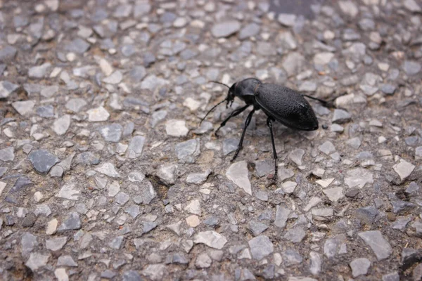 长角黑甲虫 Cerambycidae 也被称为长角或长角甲虫 沿着大路爬行 特写照片 — 图库照片