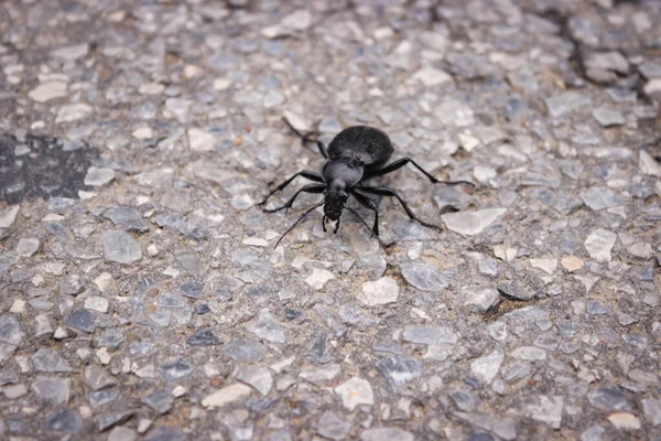 长角黑甲虫 Cerambycidae 也被称为长角或长角甲虫 沿着大路爬行 特写照片 — 图库照片