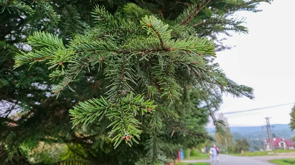 年轻的松树枝拍照特写 — 图库照片