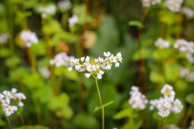 Karabuğday (Fagopyrum Mill olarak da bilinir) tarlası kar beyazı çiçekleriyle kaplı