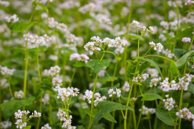Karabuğday (Fagopyrum Mill olarak da bilinir) tarlası kar beyazı çiçekleriyle kaplı