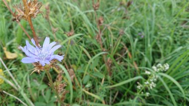 Güzel hindiba çiçeği (ayrıca cichorium entübüsü L.) seçici odak noktasında sahada bulunur.