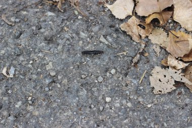 Düşen yapraklar arasında deniz kulaklığı olarak da bilinir.