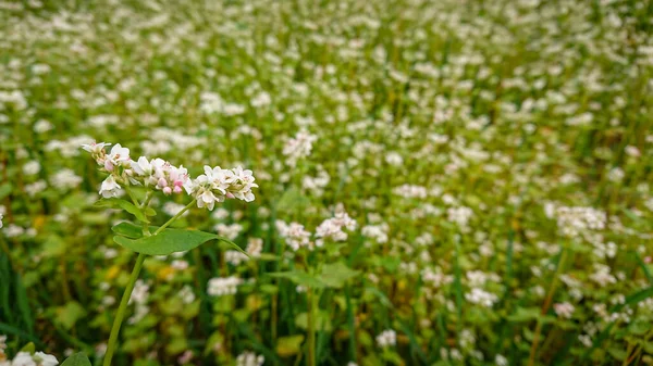 Karabuğday Fagopyrum Mill Olarak Bilinir Tarlası Kar Beyazı Çiçekleriyle Kaplı — Stok fotoğraf