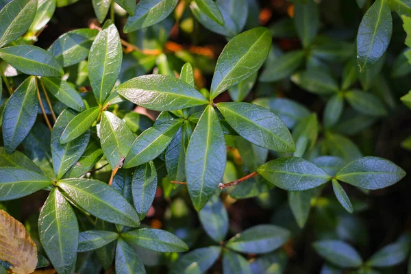 Daun Vinca Minor Difoto Dekat — Stok Foto