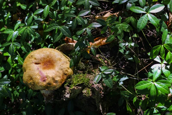 Cogumelo Maravilhoso Fotografado Perto Luz Solar — Fotografia de Stock