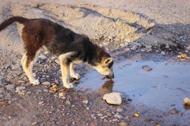 Genç evsiz köpek su birikintisinden su içiyor.
