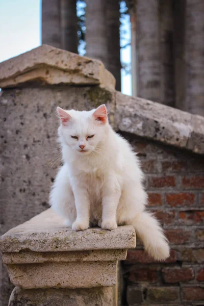 Beyaz Kedi Antik Bir Katolik Kilisesi Nin Arka Planında Taş — Stok fotoğraf