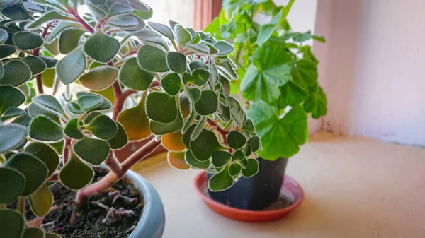Green Plants Pots Windowsill — Stock Photo, Image