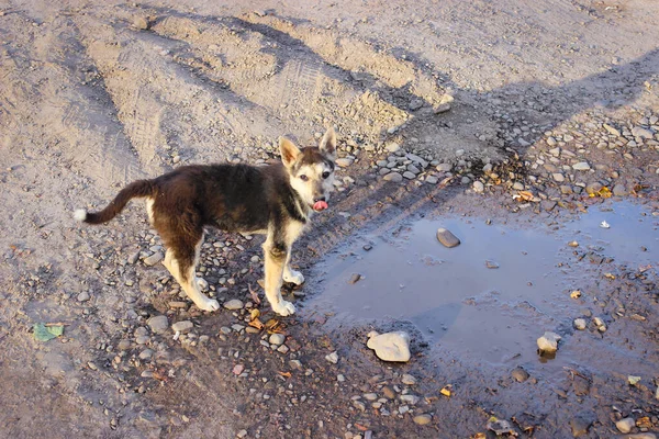 Joven Perro Sin Hogar Bebe Agua Charco —  Fotos de Stock