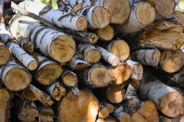 Testereli ağaç gövdeleri birbirinin üzerine uzanıyor.