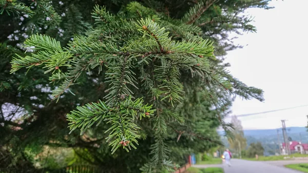 Młode Gałęzie Sosny Sfotografowane Bliska — Zdjęcie stockowe