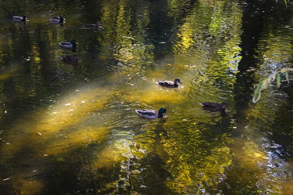 Jesień Parku Miejskim Dzikie Kaczki Pływają Rzece — Zdjęcie stockowe