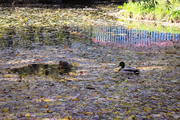 Autumn City Park Wild Ducks Swim River — Stock Photo, Image