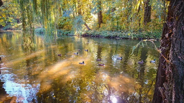 秋天在城市公园 野鸭在河里游泳 — 图库照片