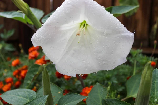 Велика Біла Квітка Невеликих Крапельках Води — стокове фото