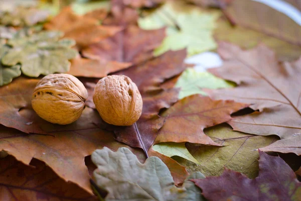 Wooden Background Yellowed Oak Leaves Walnuts Shell — Stock Photo, Image