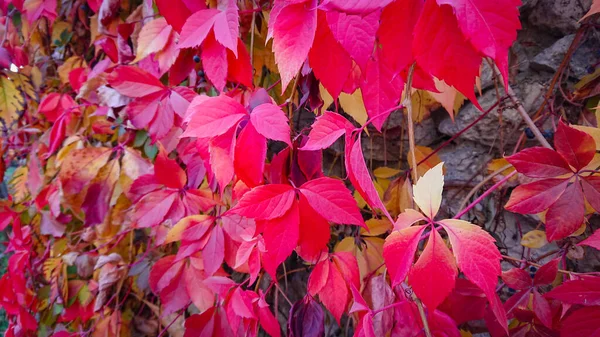 Podzimní Podzimní Pozadí Červené Listy Divokých Hroznů — Stock fotografie